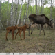 Illustration for article titled Wildlife Is Making a Comeback at Chernobyl — Now That People Have Left